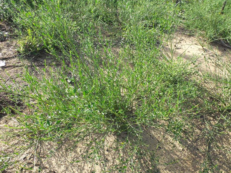 Ginestra pioniera